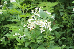 Clematis terniflora mandshurica