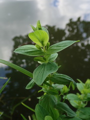 Hypericum tetrapterum