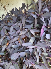 Tradescantia pallida
