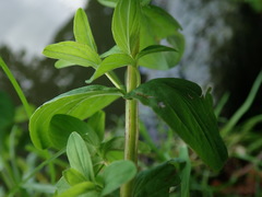 Hypericum tetrapterum