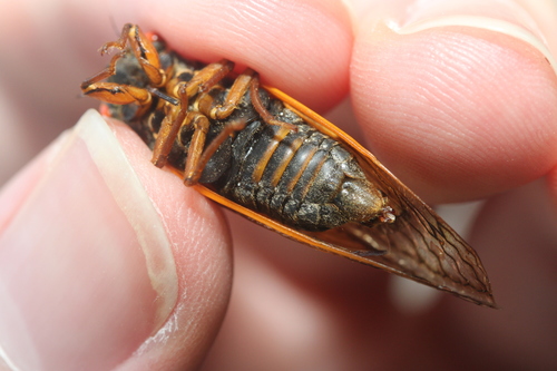 Decula Periodical Cicadas photo 3