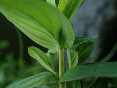 Hypericum tetrapterum