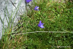 Campanula herminii