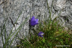 Campanula herminii