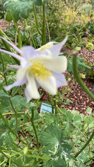 Aquilegia coerulea
