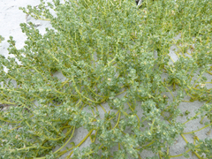 Atriplex billardierei