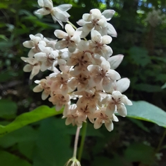 Asclepias quadrifolia