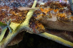 Inonotus glomeratus