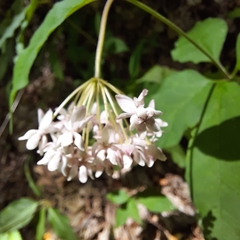 Asclepias quadrifolia