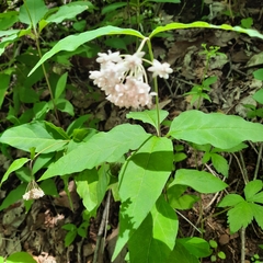 Asclepias quadrifolia