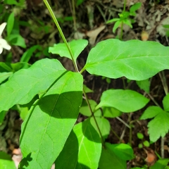 Asclepias quadrifolia