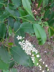 Prunus serotina