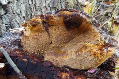 Inonotus glomeratus