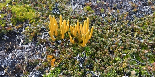 Austrolycopodium confertum (Austrolycopodium confertum)