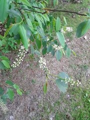 Prunus serotina