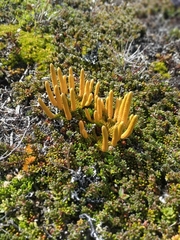 Austrolycopodium confertum