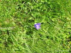 Campanula herminii