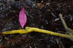 Inonotus glomeratus