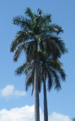 Roystonea dunlapiana