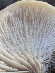 Lentinellus montanus