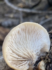 Lentinellus montanus