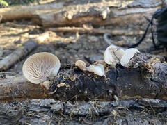 Lentinellus montanus