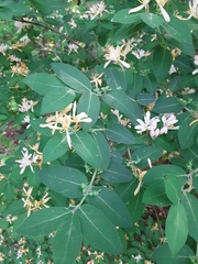 Lonicera