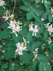 Lonicera