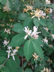 Lonicera