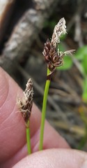 Carex concinnoides