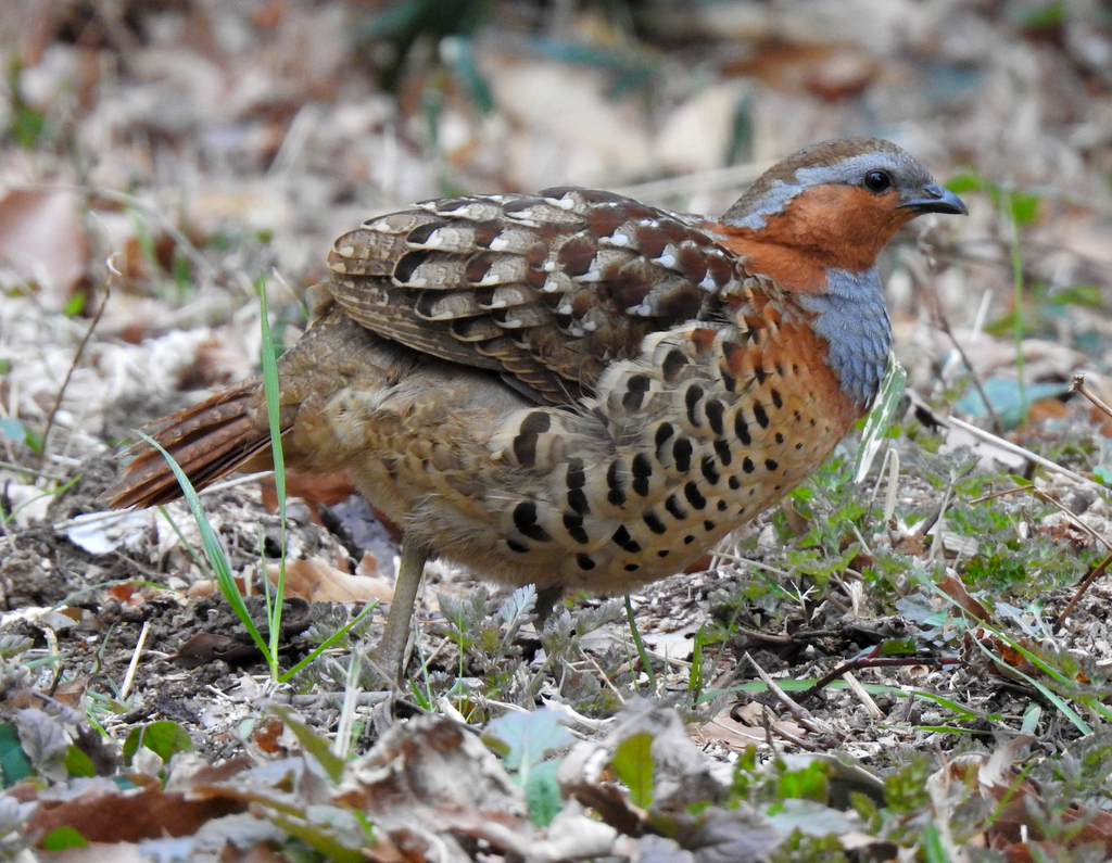Chinese Bamboo-Partridge photo