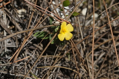 Piriqueta cistoides image