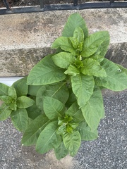 Phytolacca americana
