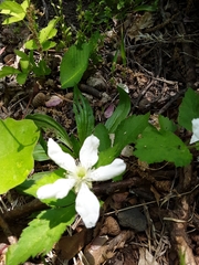 Magnoliopsida
