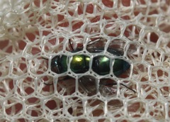 Lucilia illustris