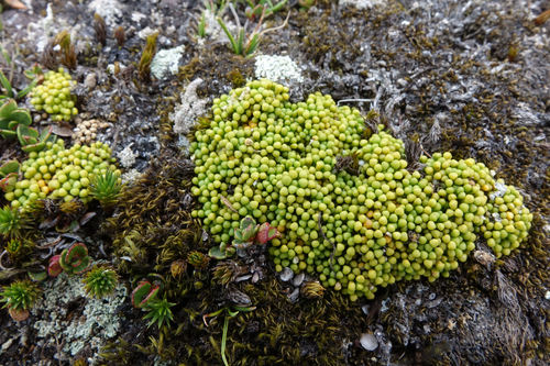 Phyllachne rubra (Phyllachne rubra)