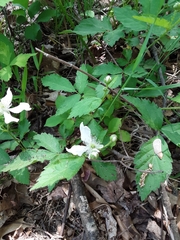 Magnoliopsida
