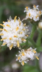 Antennaria racemosa