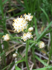 Antennaria racemosa