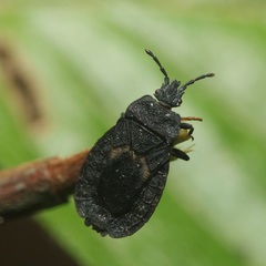 Neuroctenus pseudonymus