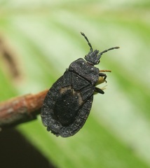 Neuroctenus pseudonymus