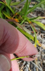 Carex concinnoides