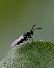 Eulophidae
