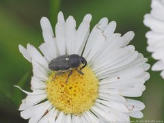 Odontocorynus salebrosus