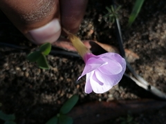 Oxalis eckloniana-nidulans