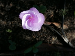 Oxalis eckloniana-nidulans