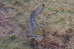 Cyprinodon nevadensis shoshone