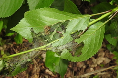 Pamphilioidea