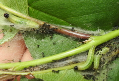 Pamphilioidea