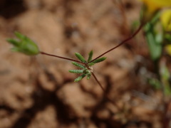 Leptosiphon chrysanthus